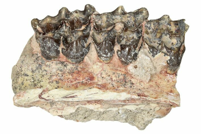 Oreodont (Merycoidodon) Jaw Section - South Dakota #250160